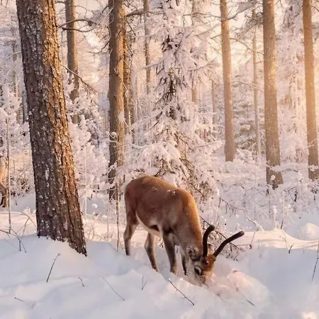 Scandinavian Dream And *