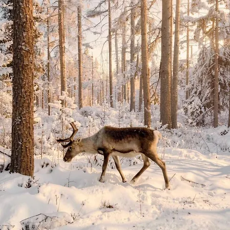 Apartmán Scandinavian Dream And *